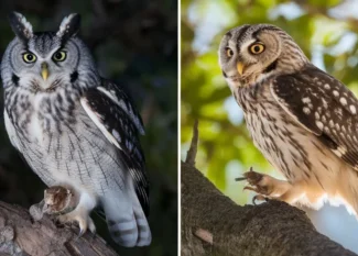 light pollution owls