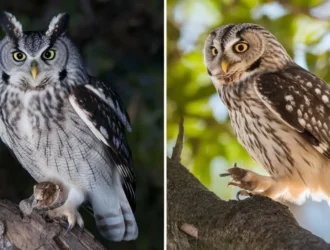 light pollution owls